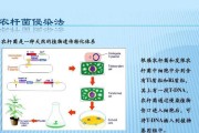 使用WimBuilder2构建PE系统教程（从零开始轻松搭建自己的个性化PE系统）