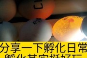 孵化出一切的关键（培育生命的奇迹，需要付出与等待）