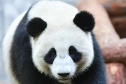 熊猫TV（关注熊猫TV的用户们需谨慎）