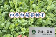 探秘大白菜5.2（一键开启健康美味，轻松掌握大白菜5.2的烹饪秘笈）